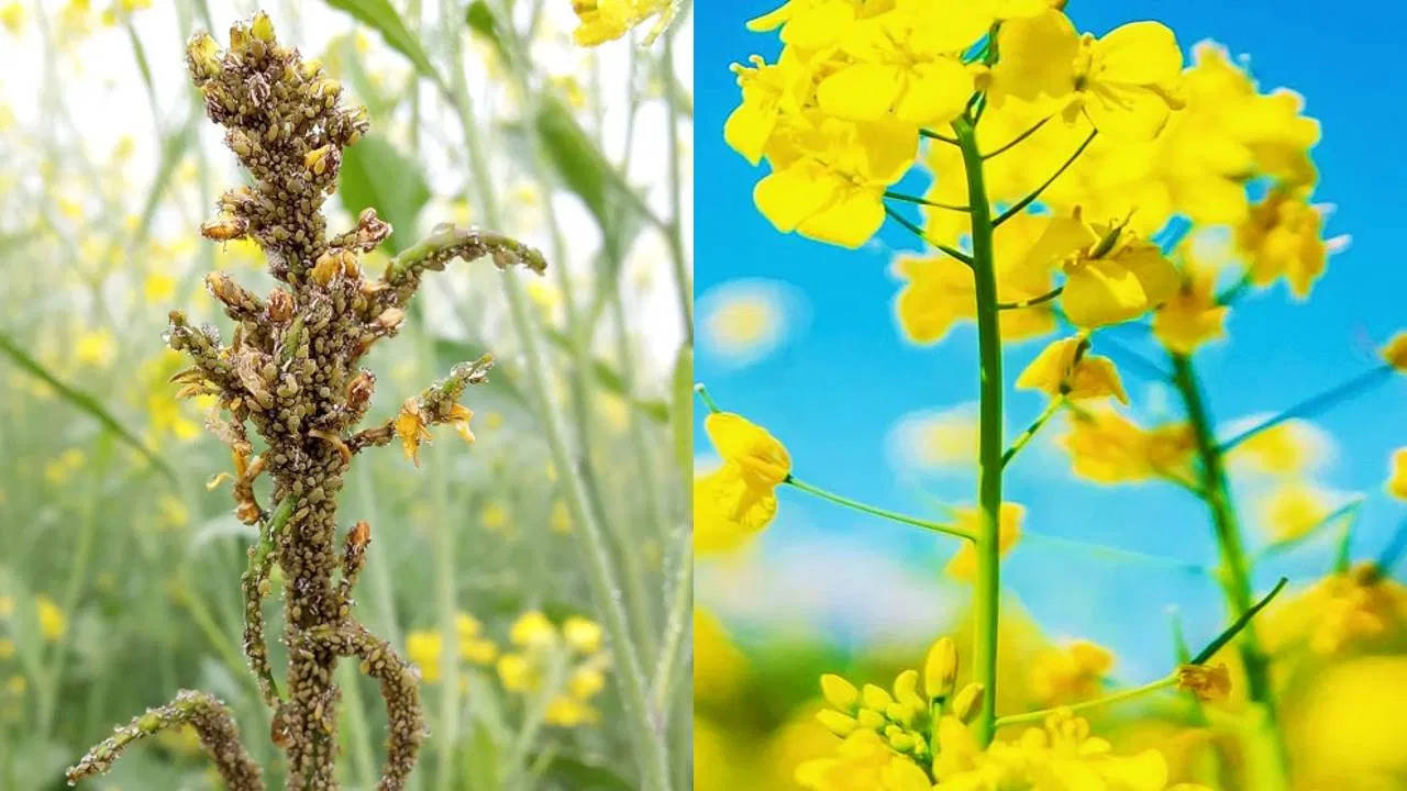 Farming: किसान सरसों की फसल में ऐसे करें कीटों का नियंत्रण