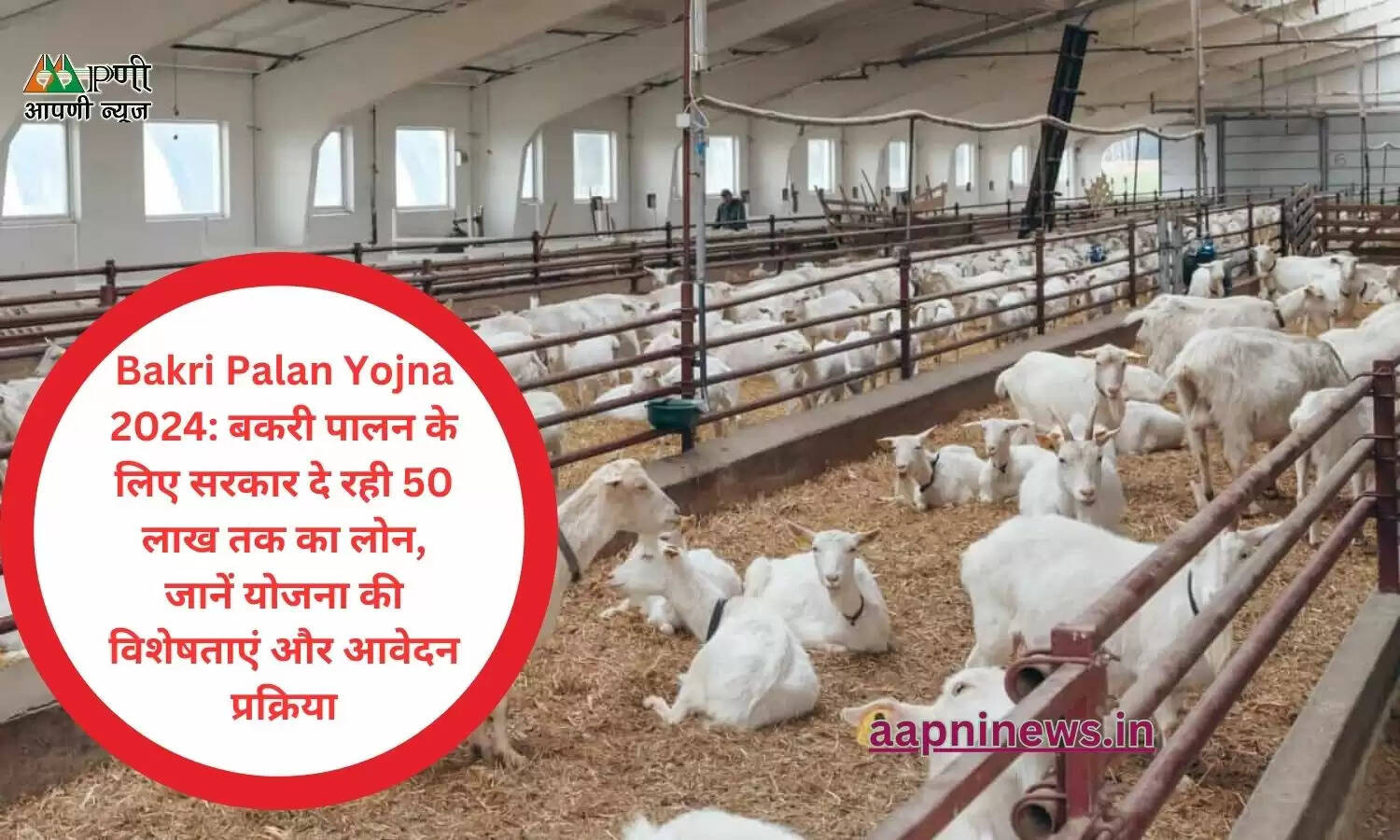 Bakri Palan Yojna 2024: बकरी पालन के लिए सरकार दे रही 50 लाख तक का लोन, जानें योजना की विशेषताएं और आवेदन प्रक्रिया