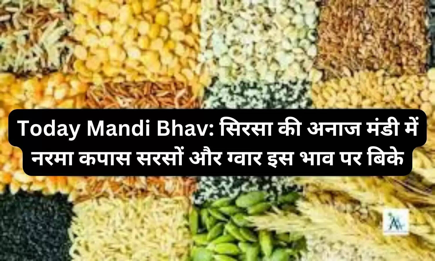 Today Mandi Bhav: सिरसा की अनाज मंडी में नरमा कपास सरसों और ग्वार इस भाव पर बिके