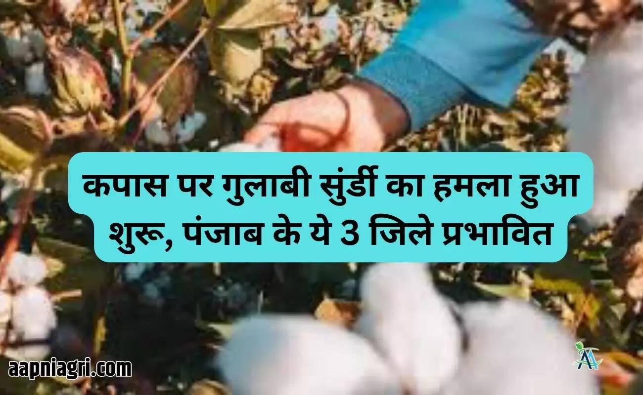 कपास पर गुलाबी सुंर्डी का हमला हुआ शुरू, पंजाब के ये 3 जिले प्रभावित