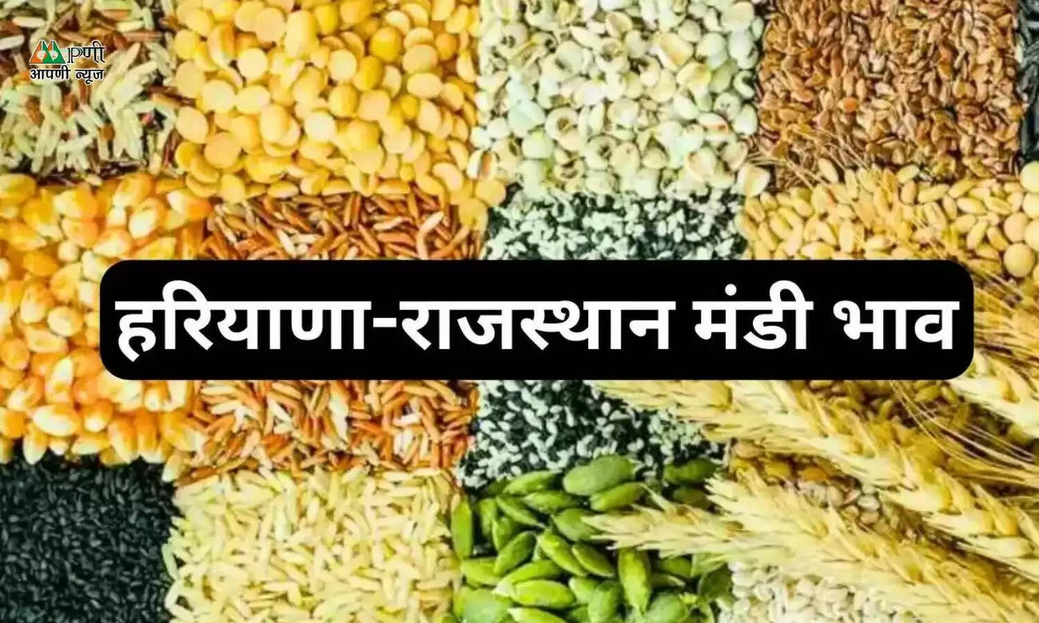 Mandi Bhav : हरियाणा की सिरसा अनाज मंडी में आज इस भाव पर बिके नरमा, कपास, सरसों और ग्वार