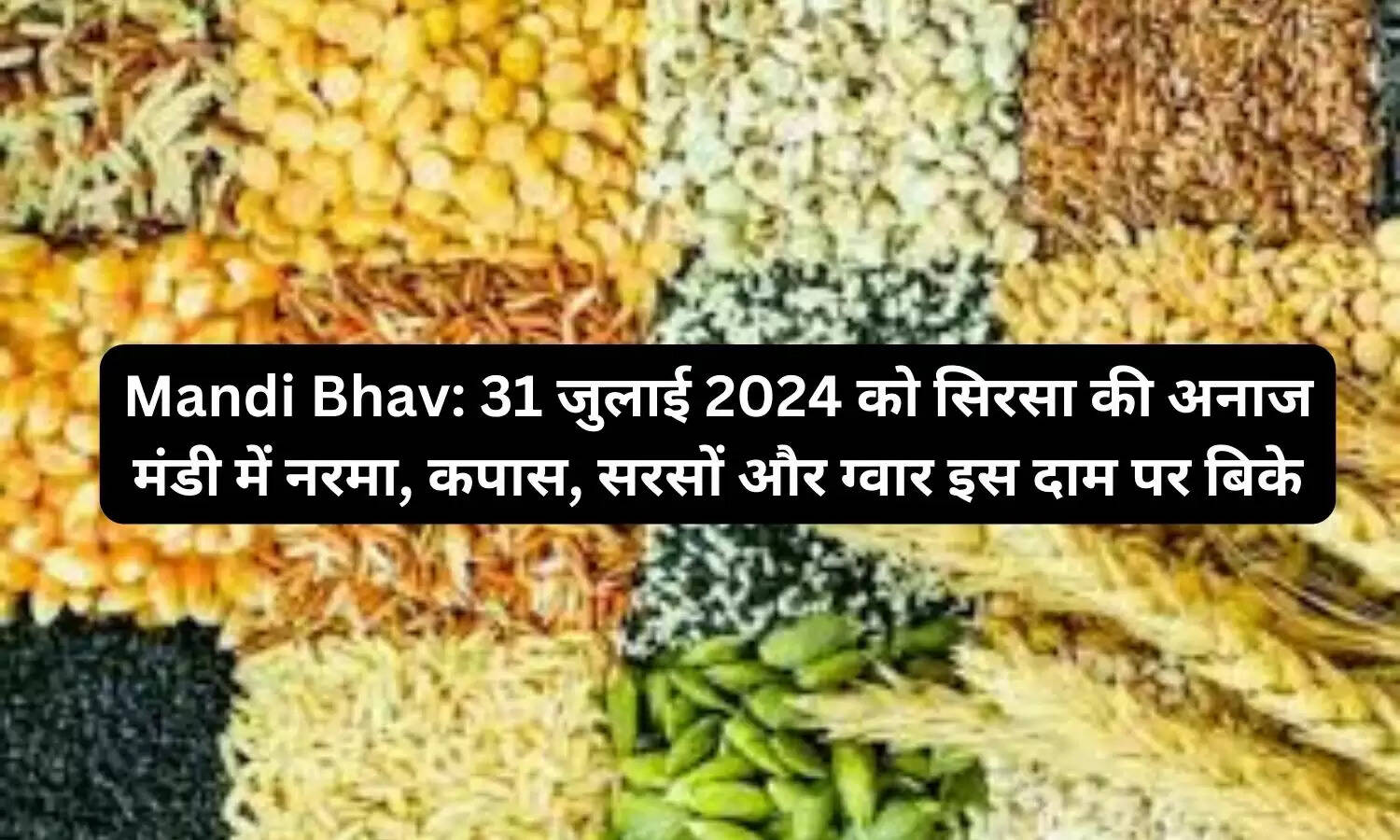 Mandi Bhav: 31 जुलाई 2024 को सिरसा की अनाज मंडी में नरमा, कपास, सरसों और ग्वार इस दाम पर बिके