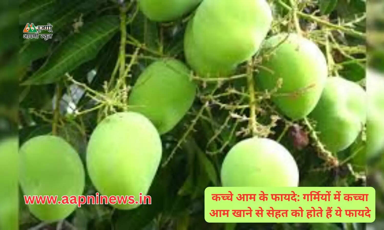 कच्चे आम के फायदे: गर्मियों में कच्चा आम खाने से सेहत को होते हैं ये फायदे