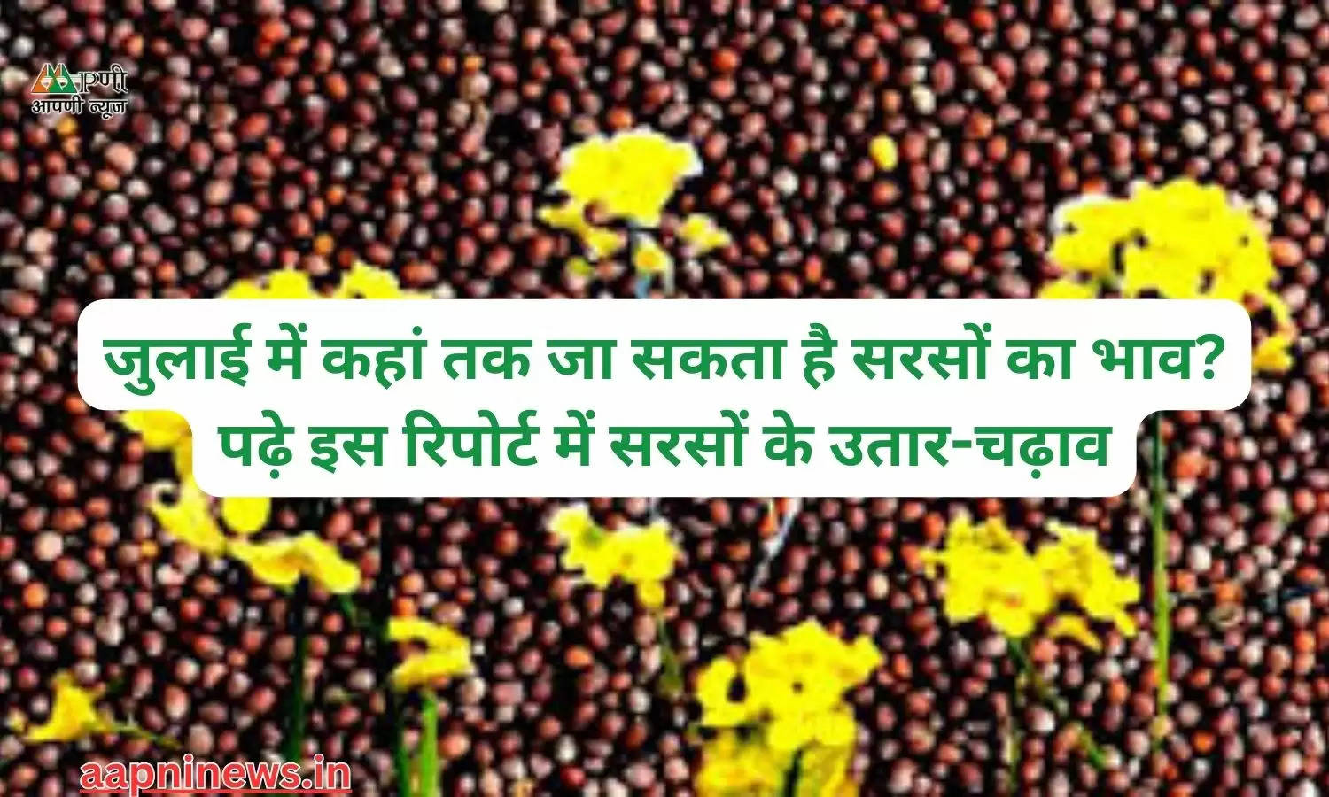 जुलाई में कहां तक ​​जा सकता है सरसों का भाव? पढ़े इस रिपोर्ट में सरसों के उतार-चढ़ाव